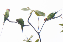 Psittacula longicauda