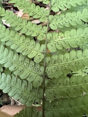 Diplazium laxifrons
