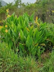 Canna flaccida