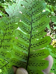 Diplazium laxifrons