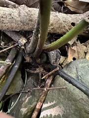 Diplazium laxifrons