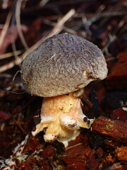 Suillus fuscotomentosus