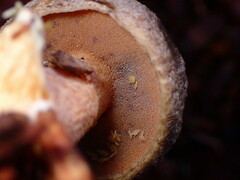 Suillus fuscotomentosus