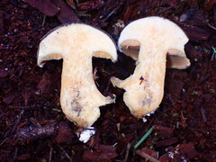 Suillus fuscotomentosus
