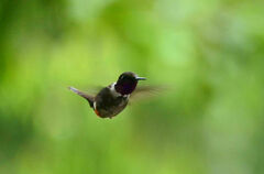 Philodice mitchellii