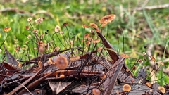 Cryptomarasmius corbariensis