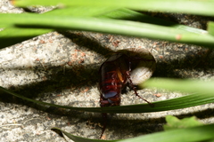 Periplaneta fuliginosa