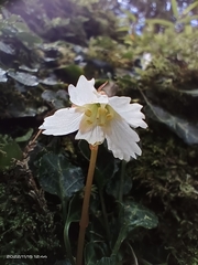 Shortia rotundifolia