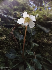 Shortia rotundifolia