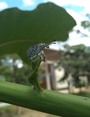 Cydianerus latruncularius