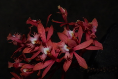 Epidendrum