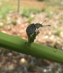 Cydianerus latruncularius