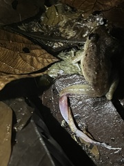 Leptodactylus insularum