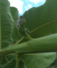 Cydianerus latruncularius