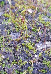 Aloina aloides
