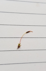 Aloina aloides