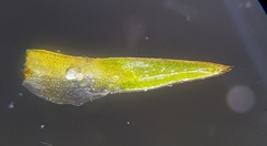 Aloina aloides