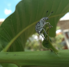 Cydianerus latruncularius
