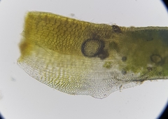 Aloina aloides