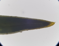 Aloina aloides