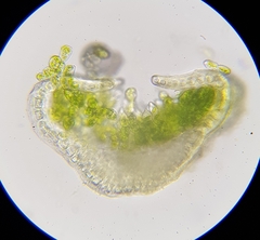 Aloina aloides