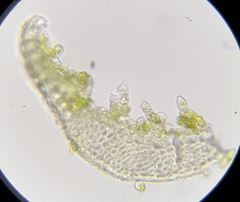 Aloina aloides