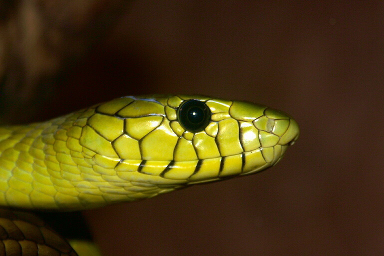 Western Green Mamba Snakes Of Southern Africa Inaturalist