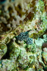 Phyllidiella pustulosa