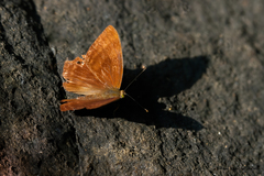 Abisara bifasciata