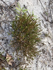 Selaginella arenicola