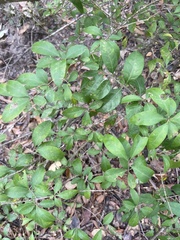 Forestiera ligustrina