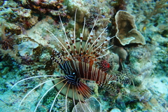 Pterois antennata