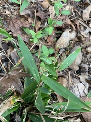 Dichanthelium commutatum