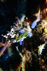 Nembrotha kubaryana