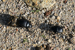 Scarabaeus laticollis