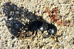 Scarabaeus laticollis