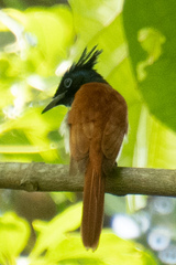 Terpsiphone paradisi