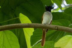 Terpsiphone paradisi