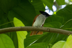 Terpsiphone paradisi