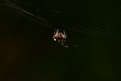 Araneus ejusmodi