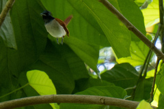 Terpsiphone paradisi