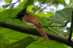 Terpsiphone paradisi