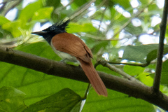 Terpsiphone paradisi