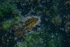Pelophylax