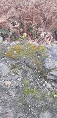 Aloina aloides