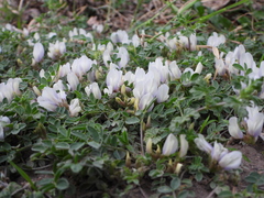 Astragalus scaberrimus