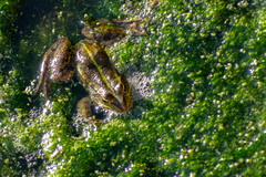 Pelophylax
