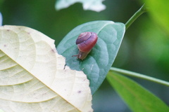 Quantula striata