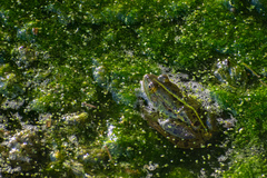 Pelophylax