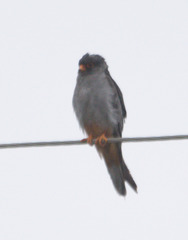 Falco amurensis